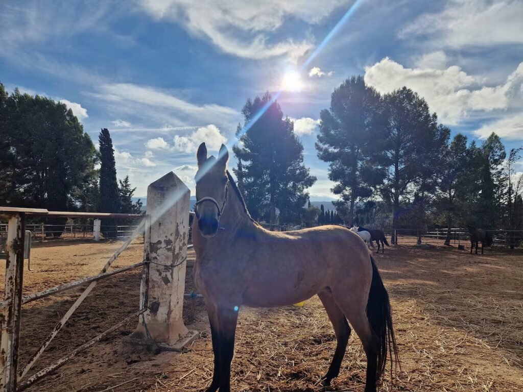 Málaga's Horses Transition from Tourist Carriages to Tranquil Pastures