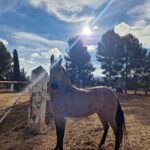 Málaga's Horses Transition from Tourist Carriages to Tranquil Pastures