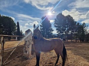 Málaga's Horses Transition from Tourist Carriages to Tranquil Pastures