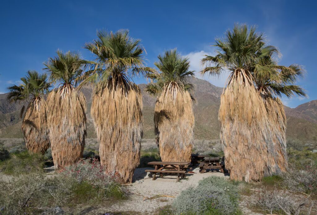 Unveiling the Secrets of the Washingtonia Palm: A Tribute to George Washington