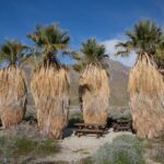Unveiling the Secrets of the Washingtonia Palm: A Tribute to George Washington