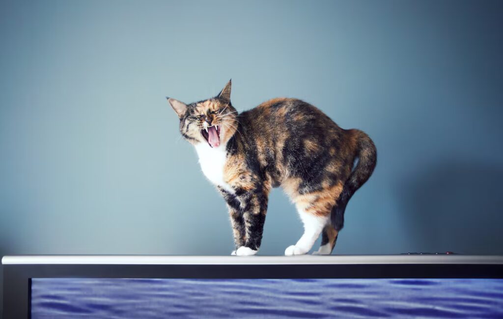 Why Cats Like Screens: Movement Captivates Our Feline Friends