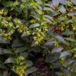 Transform Your Night Garden: Discover Fragrant Plants for Evening Bliss