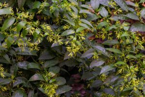 Transform Your Night Garden: Discover Fragrant Plants for Evening Bliss