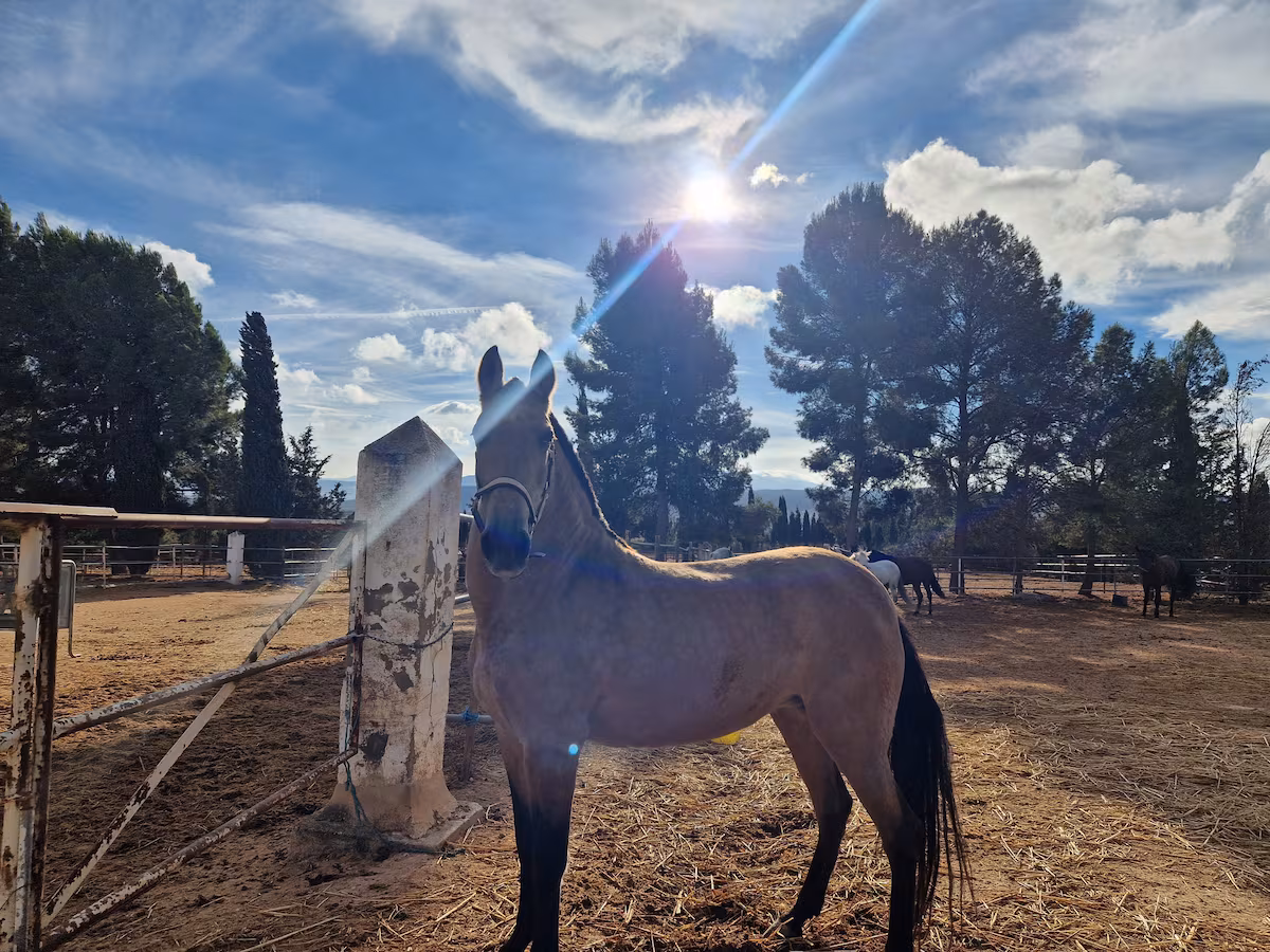Málaga's Horses Transition from Tourist Carriages to Tranquil Pastures