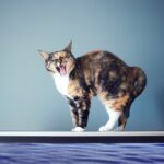 Why Cats Like Screens: Movement Captivates Our Feline Friends