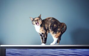 Why Cats Like Screens: Movement Captivates Our Feline Friends
