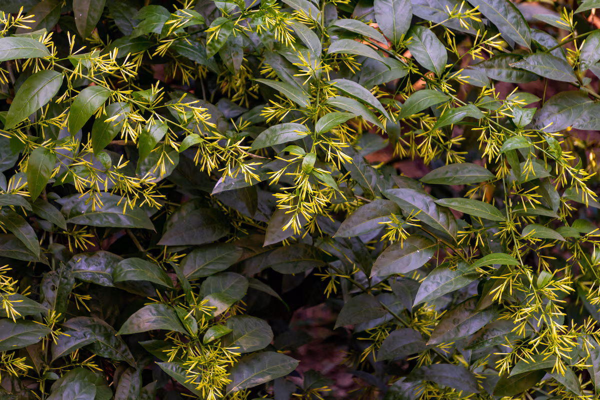 Transform Your Night Garden: Discover Fragrant Plants for Evening Bliss