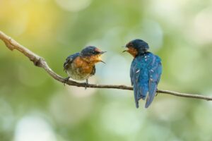 AI Unlocks Animal Communication: Insights into Inter-species Language